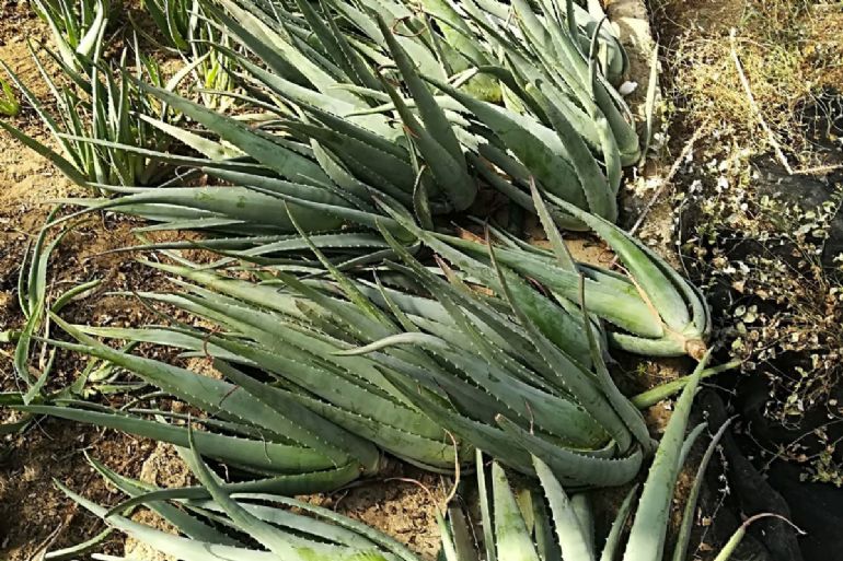 Aloe Vera