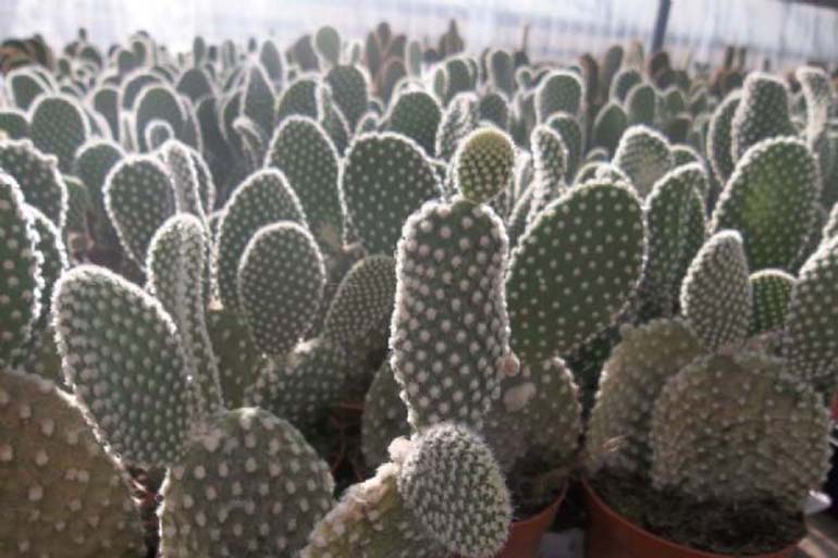 Opuntia Albispina